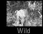 Wild